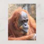 Orangutan Briefkaart (Voorkant)