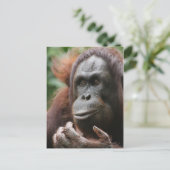 Orangutan Briefkaart (Staand voorkant)
