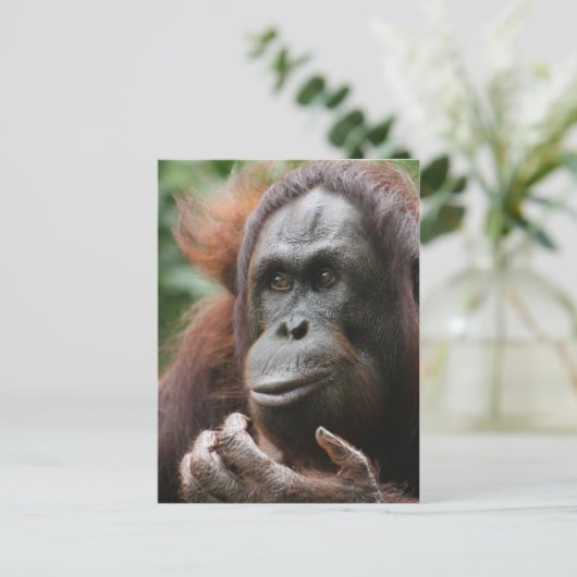 Orangutan Briefkaart (Staand voorkant)