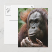 Orangutan Briefkaart (Voorkant / Achterkant)