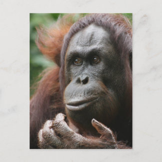 Orangutan Briefkaart