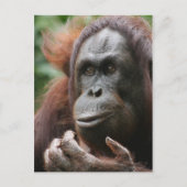 Orangutan Briefkaart (Voorkant)