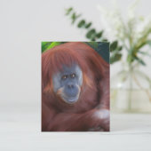 Orangutan Briefkaart (Staand voorkant)