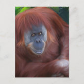 Orangutan Briefkaart (Voorkant)