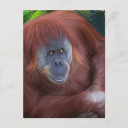 Orangutan Briefkaart (Voorkant)