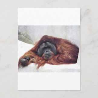 Orangutan Briefkaart