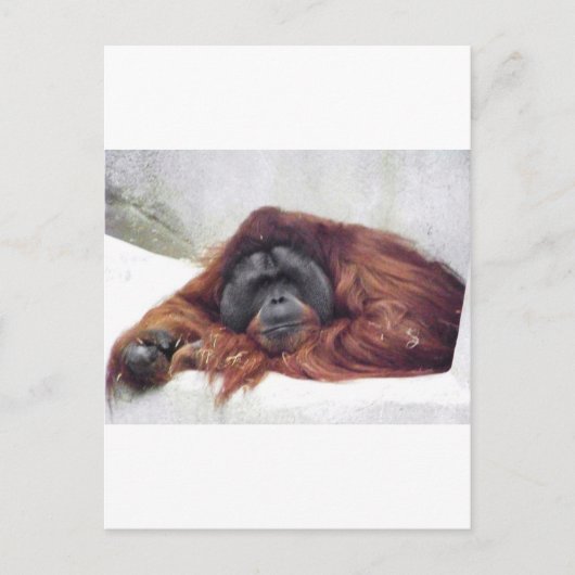 Orangutan Briefkaart (Voorkant)
