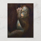 Orangutan Briefkaart (Voorkant)
