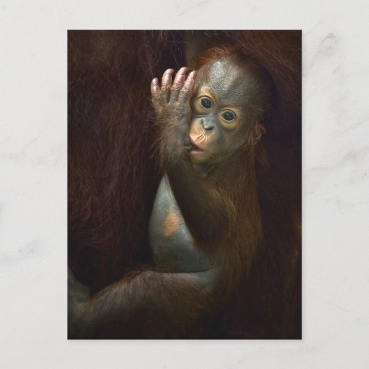 Orangutan Briefkaart (Voorkant)