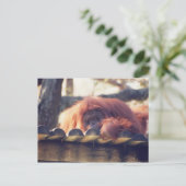 Orangutan Briefkaart (Staand voorkant)