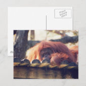 Orangutan Briefkaart (Voorkant / Achterkant)