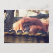 Orangutan Briefkaart (Voorkant)