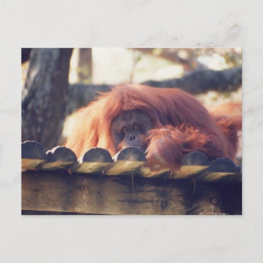 Orangutan Briefkaart (Voorkant)