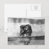 Orangutan Briefkaart (Voorkant / Achterkant)