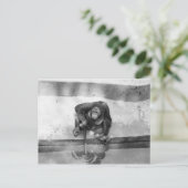 Orangutan Briefkaart (Staand voorkant)