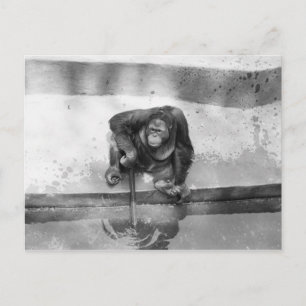Orangutan Briefkaart