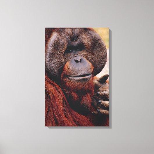 Orangutan Canvas Afdruk (Voorkant)