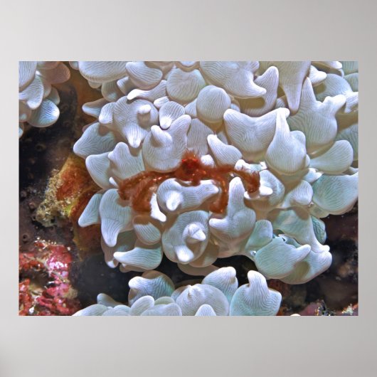 Orangutan Crab Poster (Voorkant)