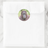 Orangutan Dierenportret Foto Ronde Sticker (Tas)