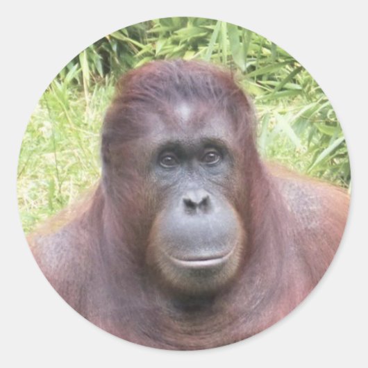 Orangutan Dierenportret Foto Ronde Sticker (Voorkant)