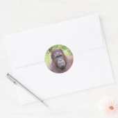 Orangutan Dierenportret Foto Ronde Sticker (Envelop)
