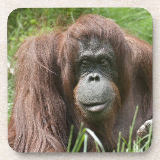 Orangutan Drankjes Onderzetter (Voorkant)