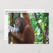 Orangutan Drink water in het bos Briefkaart (Voorkant / Achterkant)