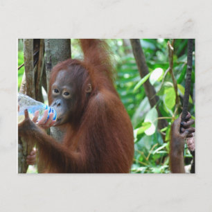 Orangutan Drink water in het bos Briefkaart