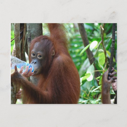 Orangutan Drink water in het bos Briefkaart (Voorkant)