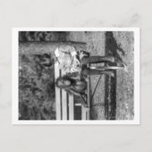 Orangutan en Boy op de foto van de Nationale Zoo Briefkaart (Voorkant)