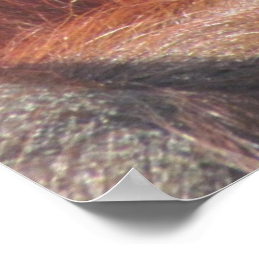 Orangutan Eyes Poster (Hoek)