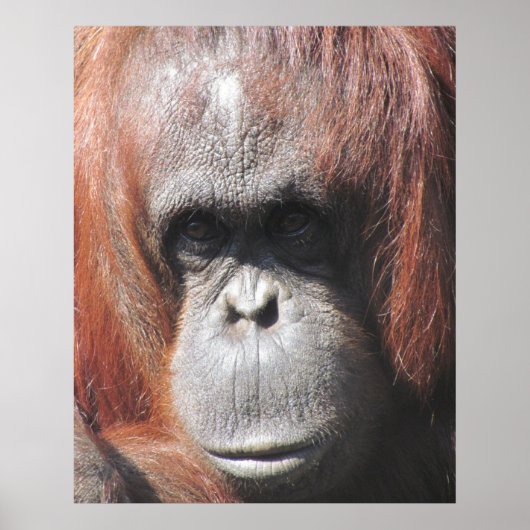 Orangutan Eyes Poster (Voorkant)
