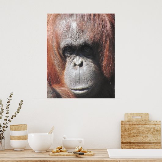 Orangutan Eyes Poster (Keuken)