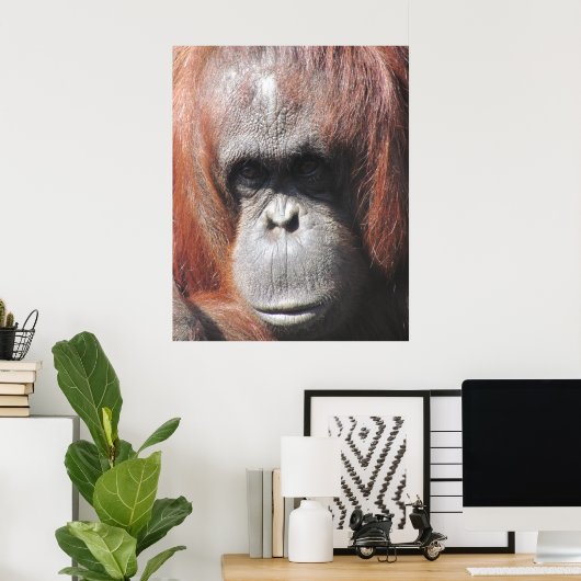 Orangutan Eyes Poster (Thuiskantoor)
