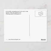 Orangutan Face Briefkaart (Achterkant)