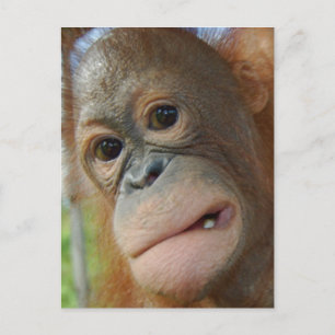 Orangutan Face Briefkaart