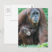 Orangutan Family Briefkaart (Voorkant / Achterkant)