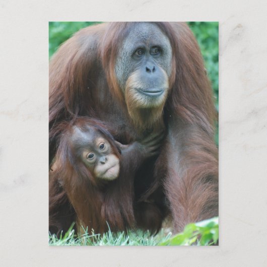 Orangutan Family Briefkaart (Voorkant)