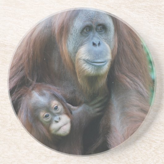 Orangutan Family Onderzetter (Voorkant)
