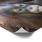 Orangutan Family Poster (Hoek)