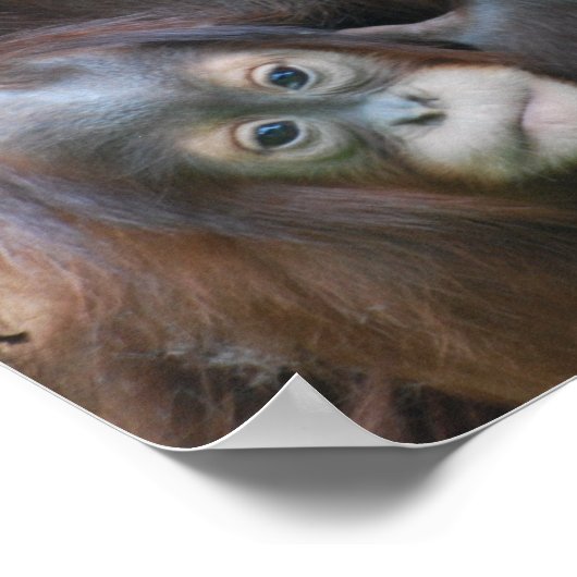 Orangutan Family Poster (Hoek)