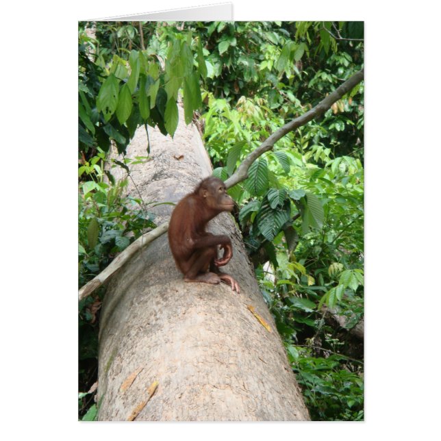 Orangutan Forgets (Voorkant)