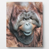 ORANGUTAN FOTOPLAAT (Voorkant)