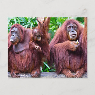 Orangutan from Singapore zoo Briefkaart