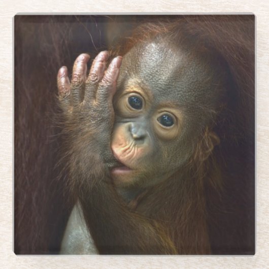 Orangutan Glazen Onderzetter (Voorkant)