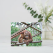 Orangutan Handyman Borneo Briefkaart (Staand voorkant)