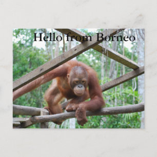 Orangutan Handyman Borneo Briefkaart