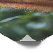 Orangutan Hanging on Liana Poster (Hoek)