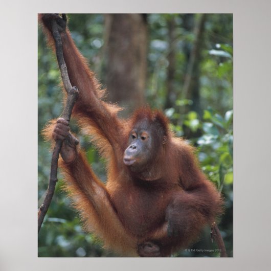Orangutan Hanging on Liana Poster (Voorkant)