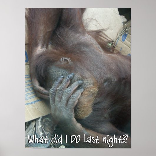Orangutan Hangover Poster (Voorkant)